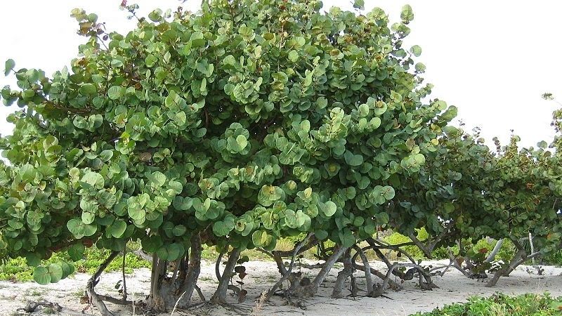 tim hieu cay bang bien dac diem va cong dung it nguoi biet 202205101355456508