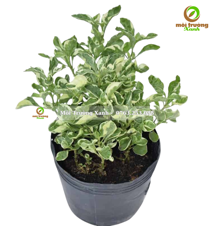 Cây CẨM THẠCH - môi trường xanh 