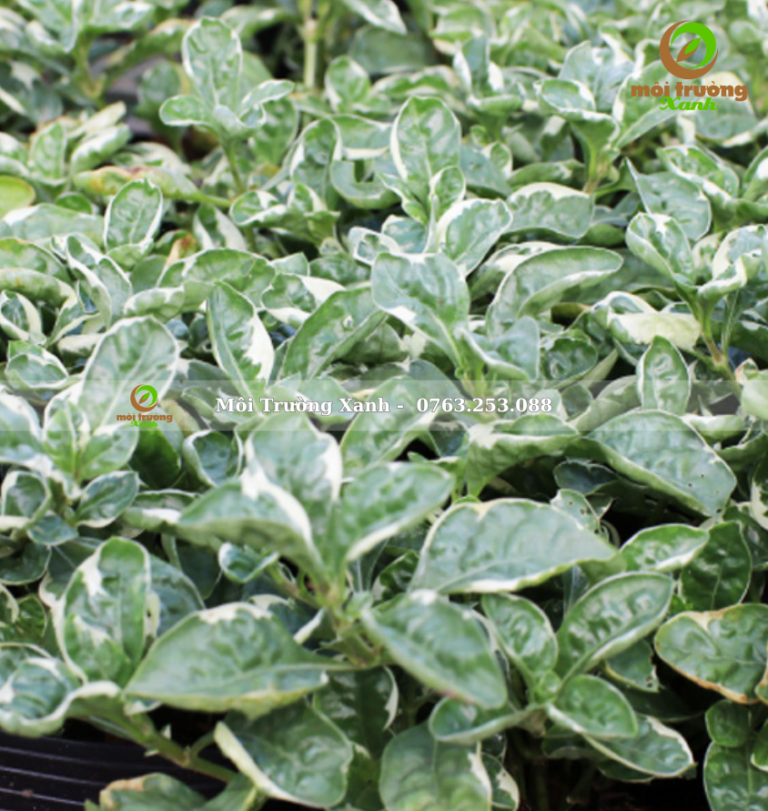 Cây CẨM THẠCH - môi trường xanh 