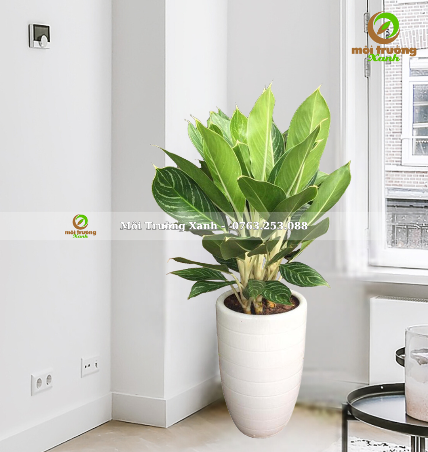 CÂY BẠCH MÃ HOÀNG TỬ – CHẬU CAO – C9.01