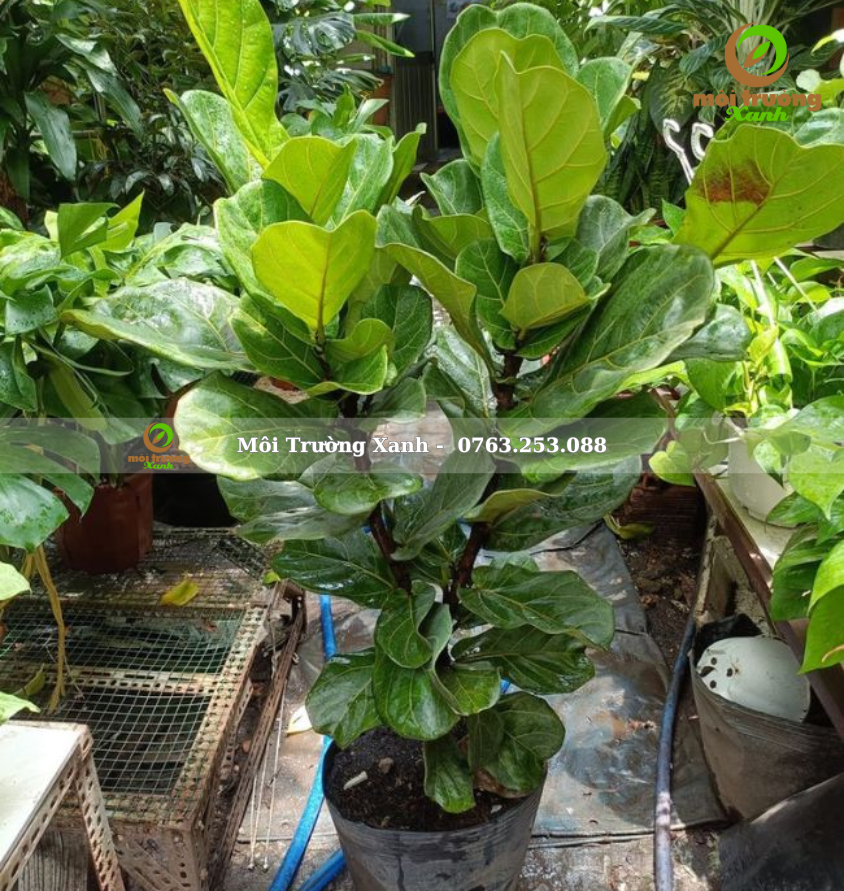 CÂY BÀNG SINGAPORE 130CM - môi trường xanh