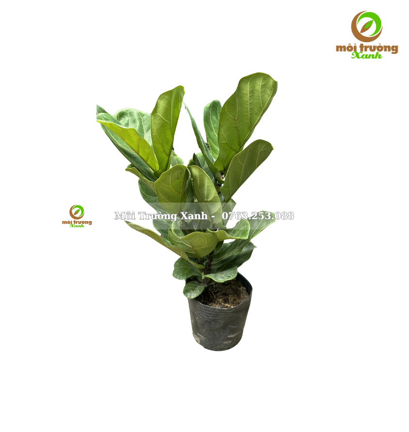 CÂY BÀNG SINGAPORE 40-50CM - môi trường xanh