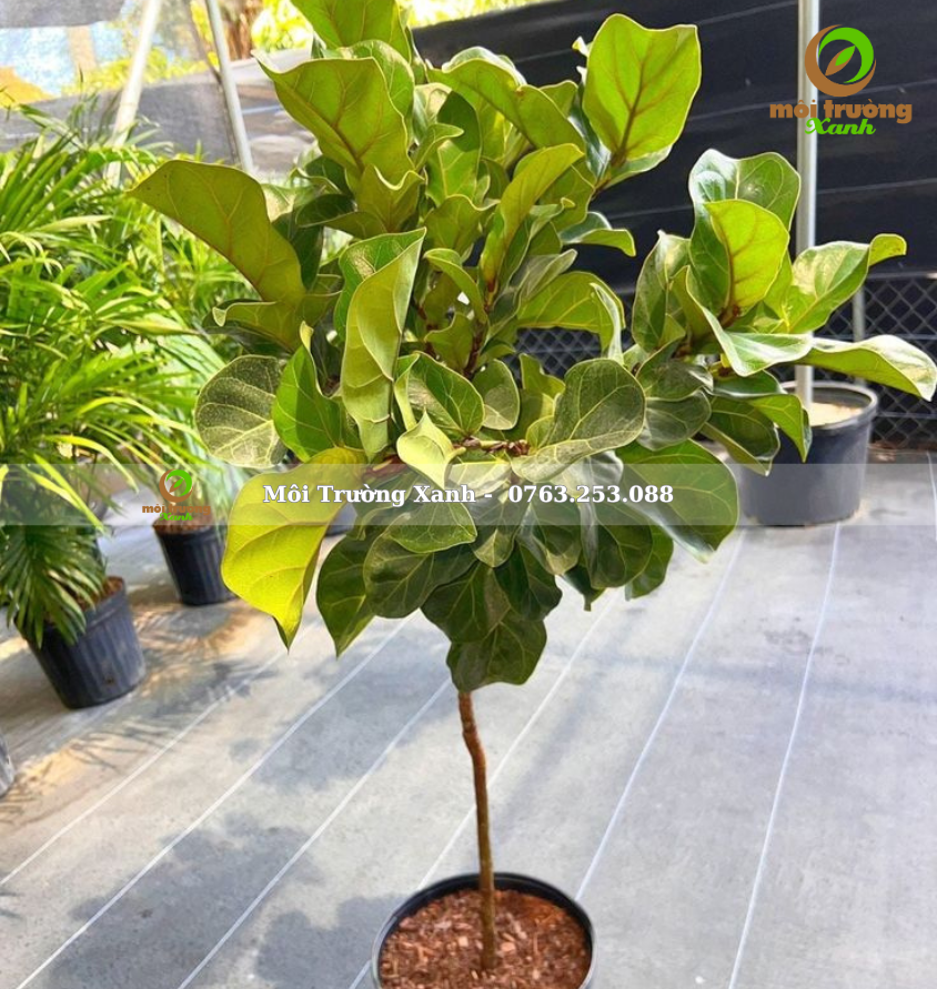 CÂY BÀNG SINGAPORE 80-100CM - môi trường xanh