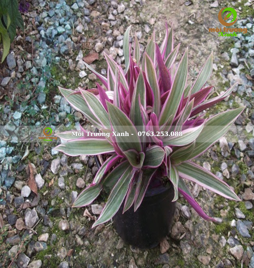 CÂY BẢY SẮC CẦU VỒNG - môi trường xanh (3)