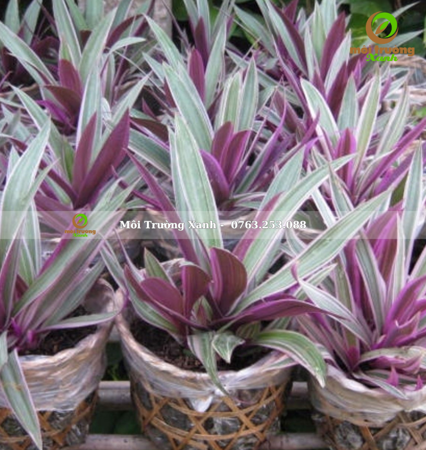 CÂY BẢY SẮC CẦU VỒNG - môi trường xanh (3)