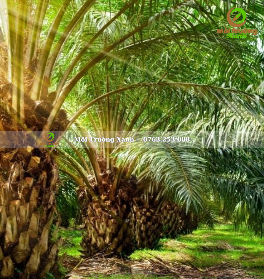 CÂY CỌ DẦU - môi trường xanh