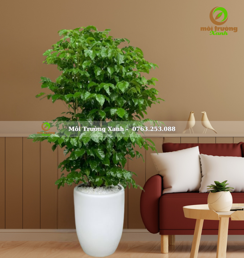 CÂY HẠNH PHÚC - CHẬU CAO - C4.01