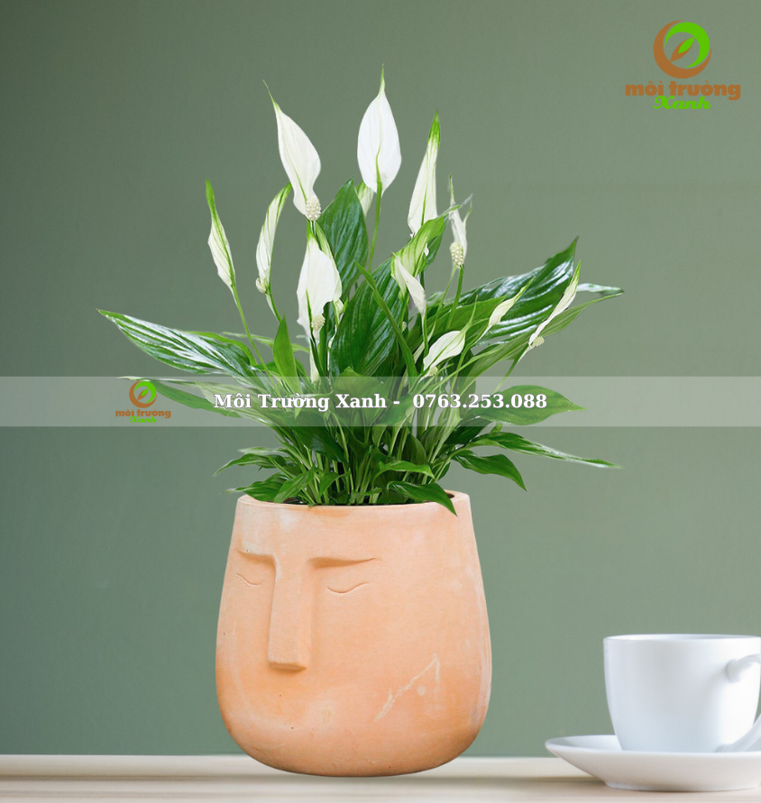 CÂY LAN Ý- CHẬU ĐẤT NUNG – C10.01