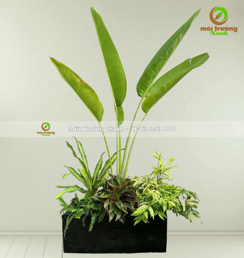 CHẬU CÂY PHỐI - P03