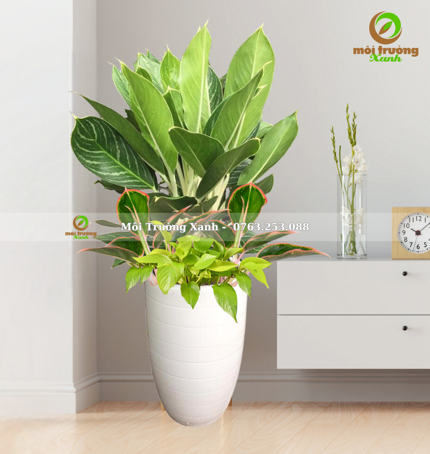 CHẬU CÂY PHỐI - P05