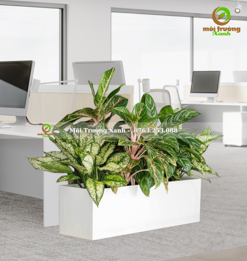 CHẬU CÂY PHỐI - P07