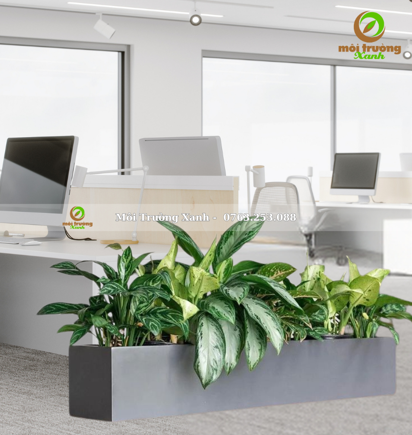 CHẬU CÂY PHỐI - P09