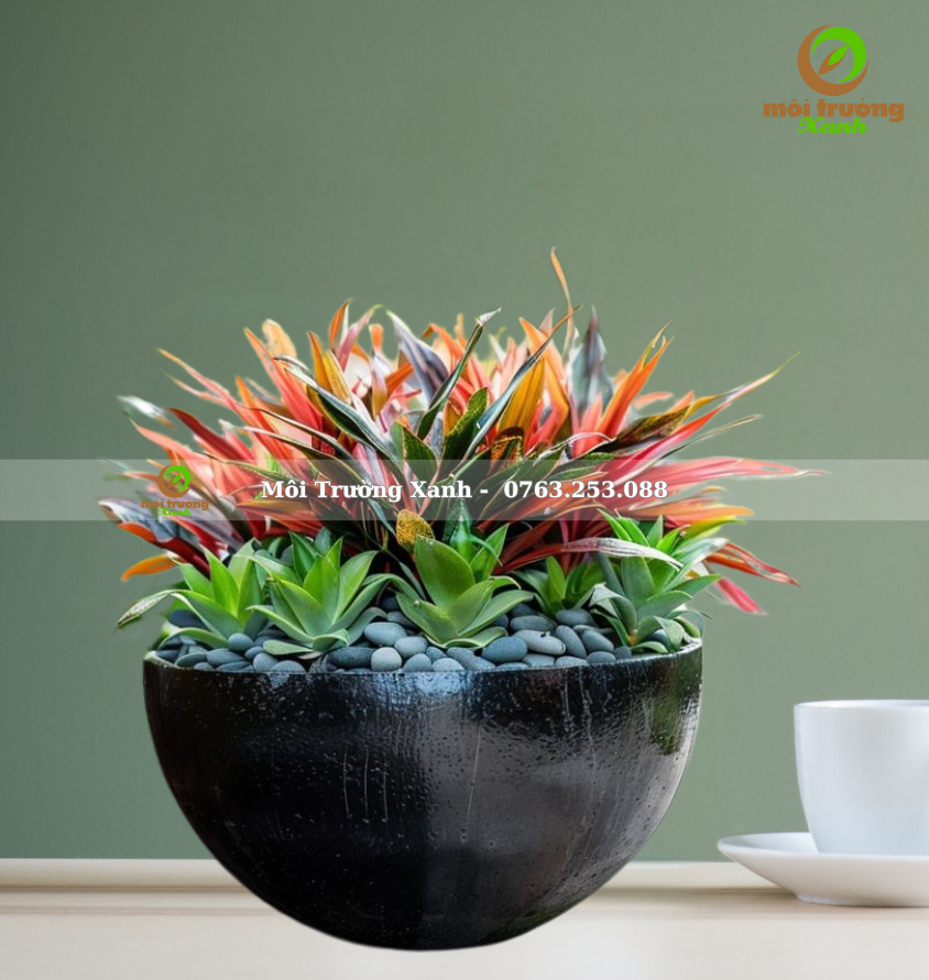 CHẬU CÂY PHỐI - P12