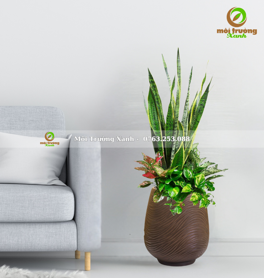 CHẬU CÂY PHỐI - P16