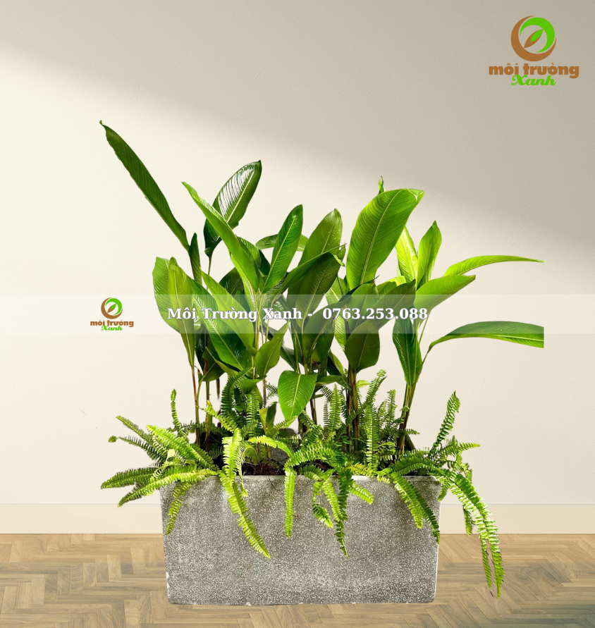 CHẬU CÂY PHỐI – P17