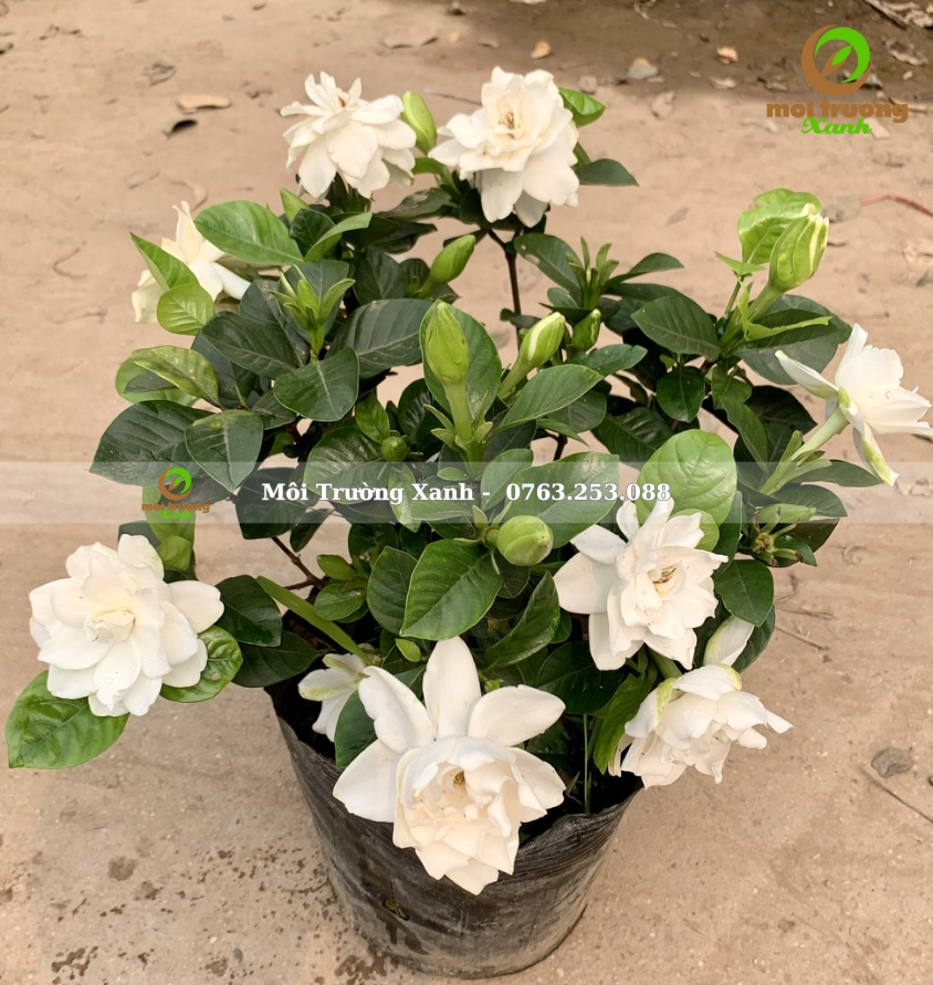 Cây Bạch Thiên Hương - môi trường xanh (2)