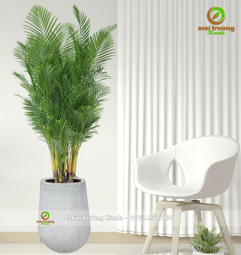 ដើមត្នោតអារីកា - ផើងទម្លាក់ទឹកខ្ពស់