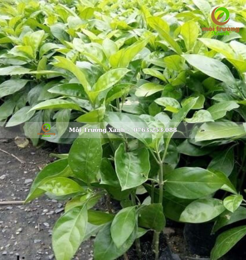 Cây ắc ó - Môi Trường Xanh (2)