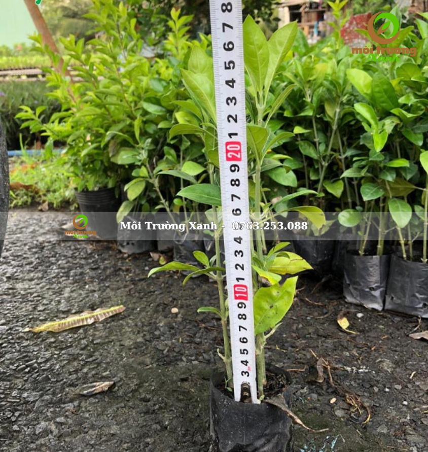 Cây ắc ó - Môi Trường Xanh (2)