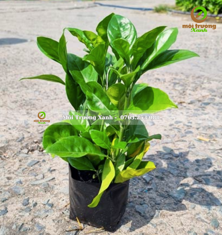 Cây ắc ó - Môi Trường Xanh (2)