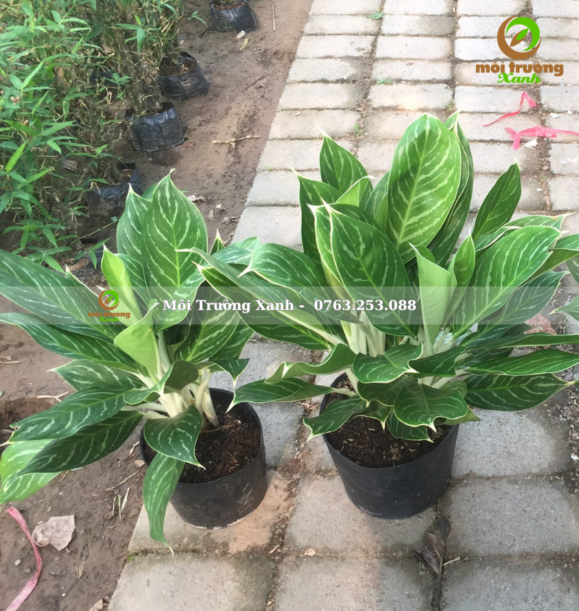 Cây bạch mã hoàng tử 35 - 45cm - môi trường xanh