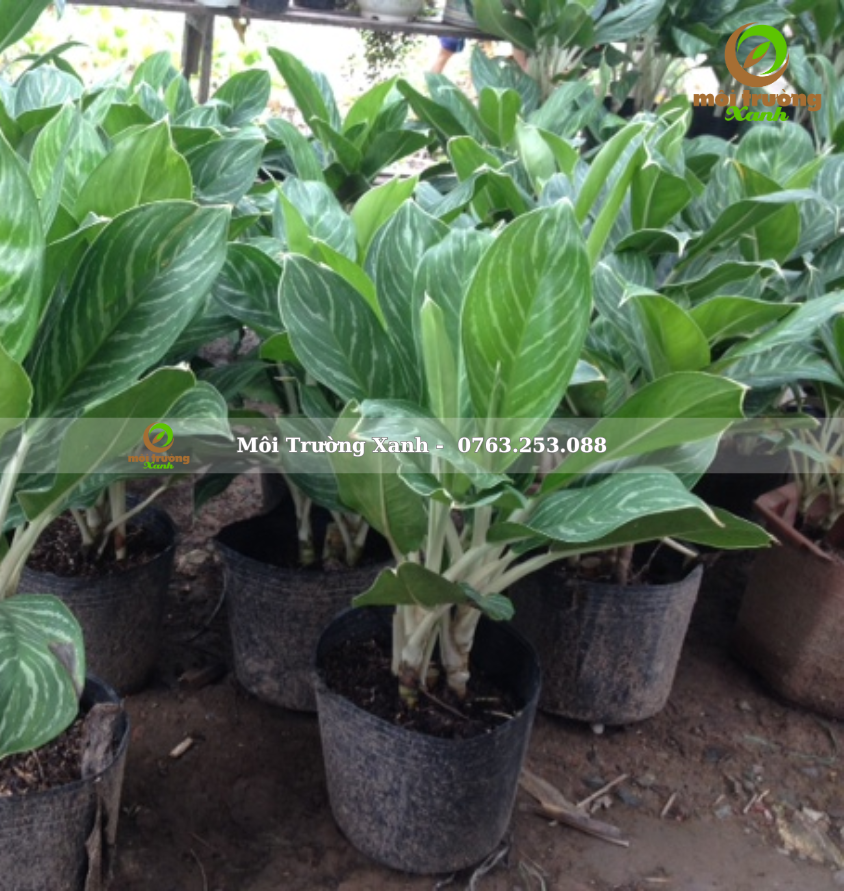 Cây bạch mã hoàng tử 35 - 45cm - môi trường xanh