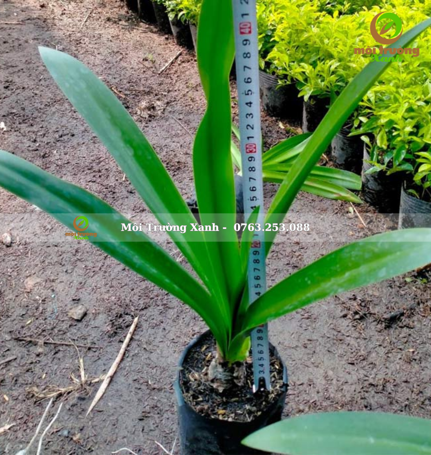 Cây bạch trinh biển - môi trường xanh (2)