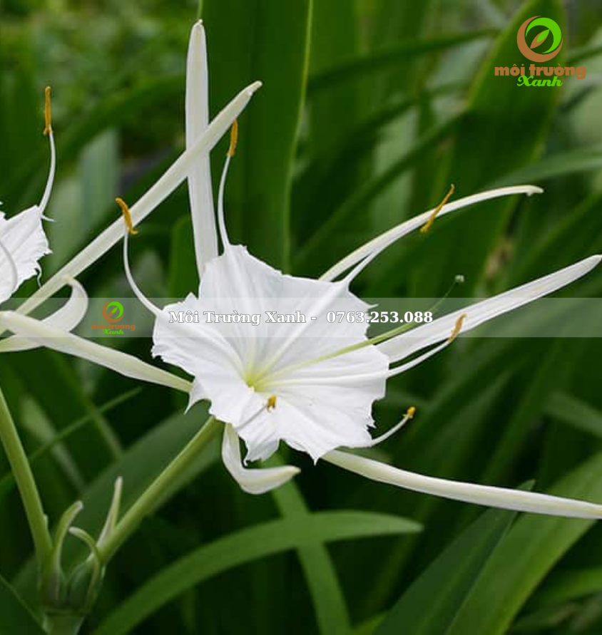 Cây bạch trinh biển - môi trường xanh (2)