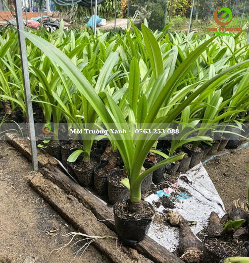 Cây bạch trinh biển - môi trường xanh (2)