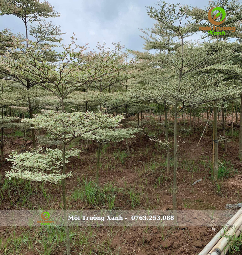 Cây bàng đài loan Cẩm thạch 2m