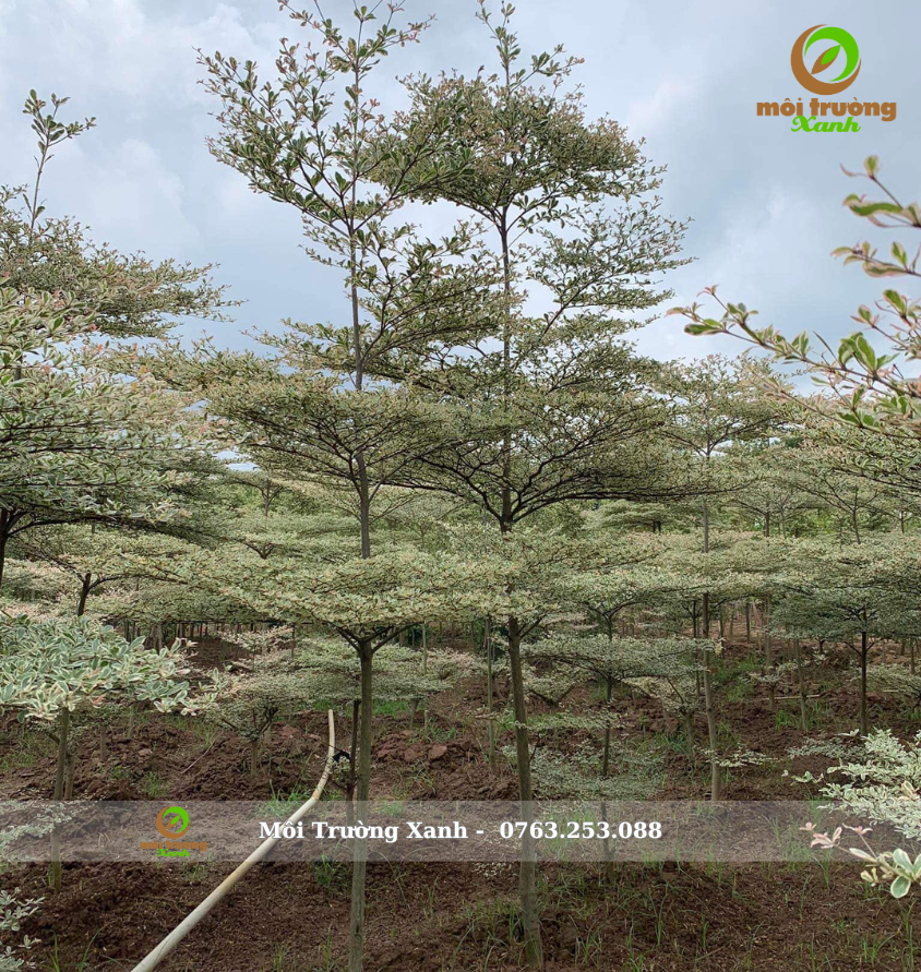 Cây bàng đài loan Cẩm thạch 3-4m