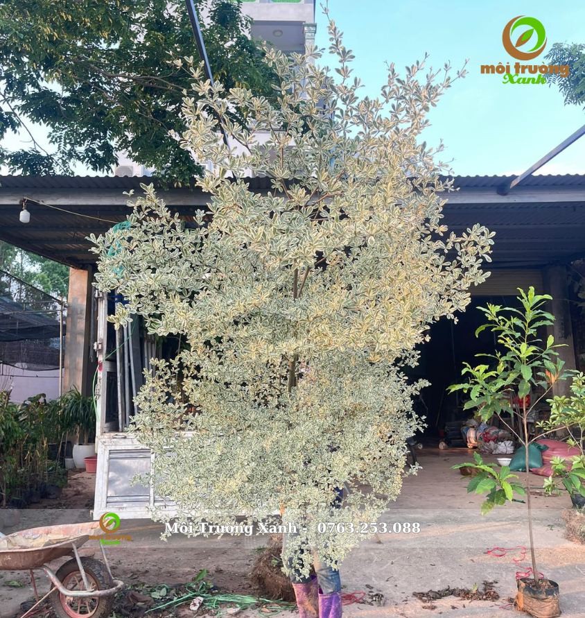 Cây bàng đài loan Cẩm thạch hàng bứng nóng