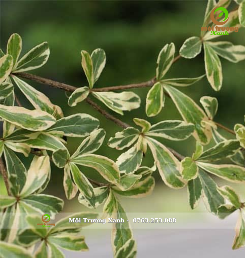 Cây bàng đài loan Cẩm thạch - môi trường xanh