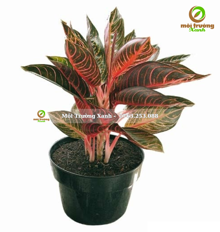 Cây bao thanh thiên - môi trường xanh (2)