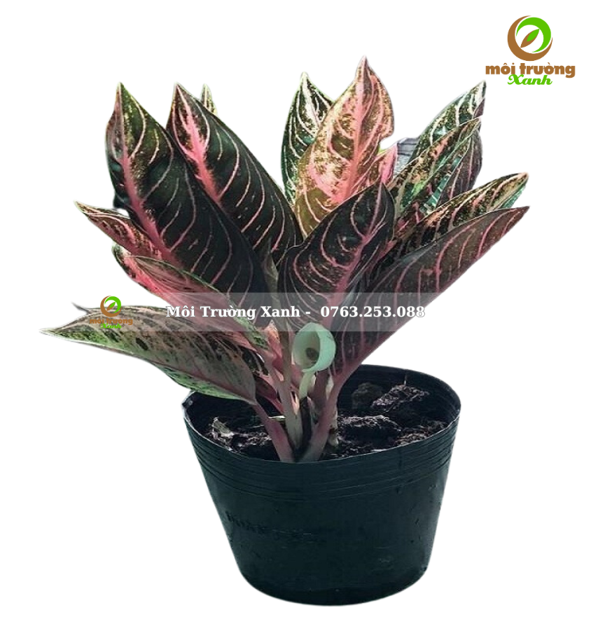 Cây bao thanh thiên - môi trường xanh (2)