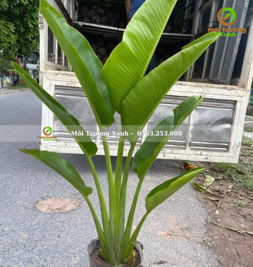 Cây chuối rẽ quạt