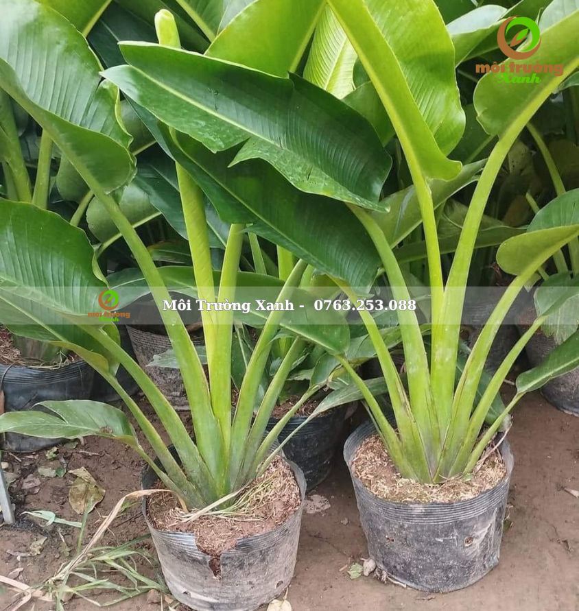 Cây chuối rẽ quạt