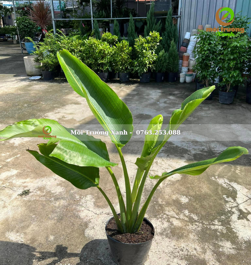 Cây chuối rẽ quạt