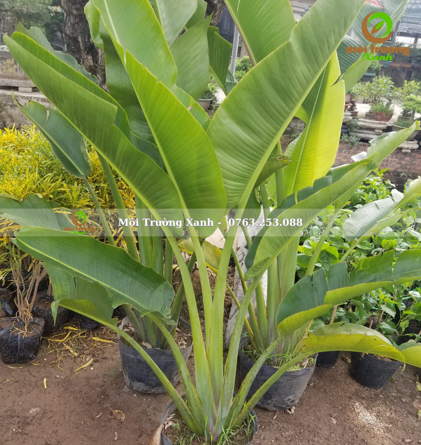 Cây chuối rẽ quạt