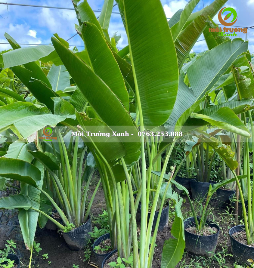 Cây chuối rẽ quạt