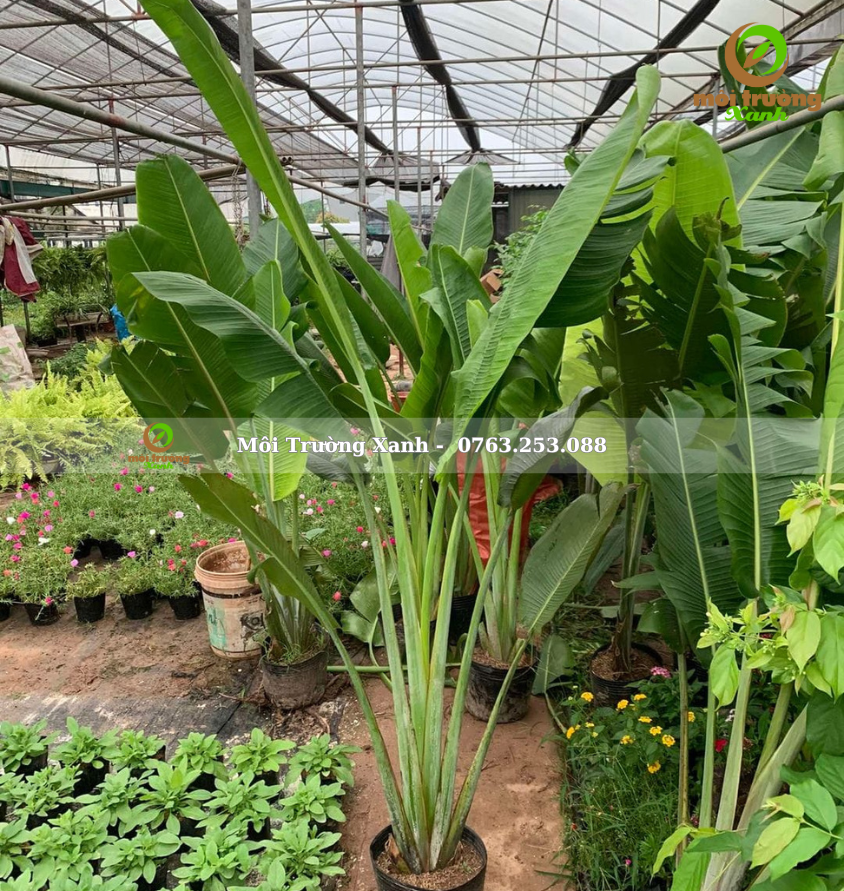 Cây chuối rẽ quạt