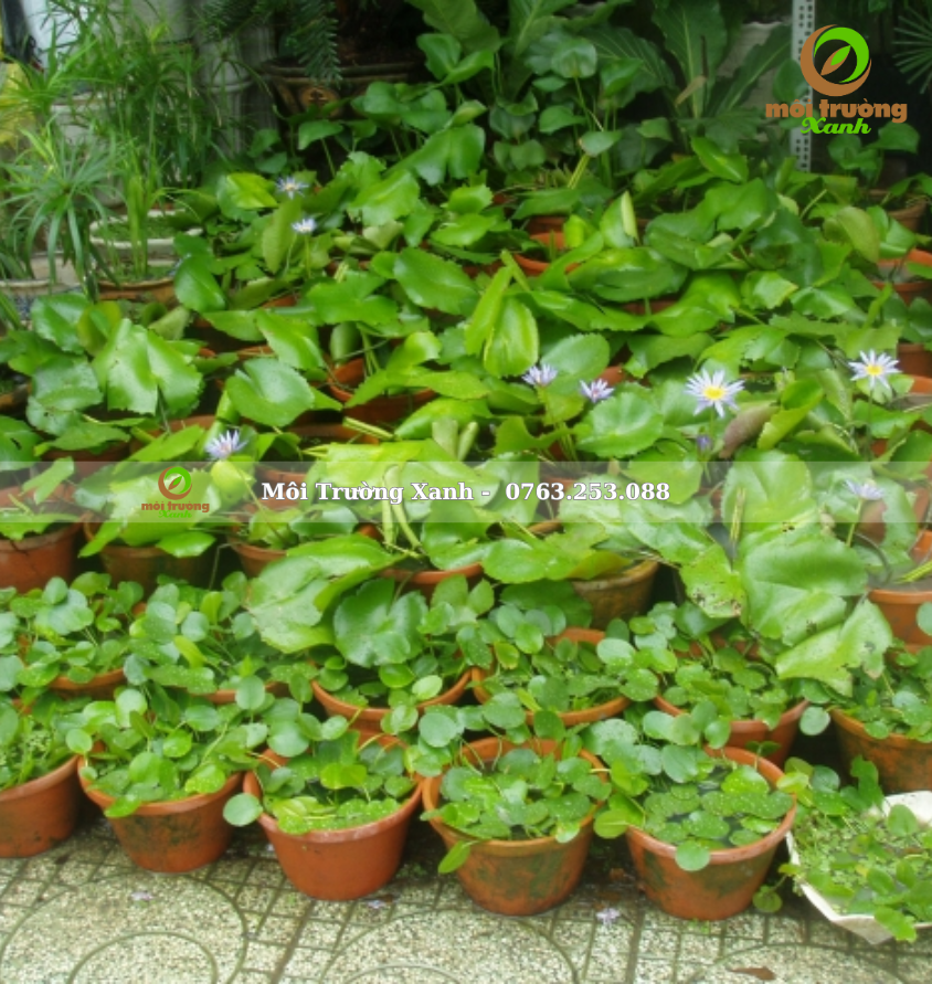 Cây hoa súng - môi trường xanh 