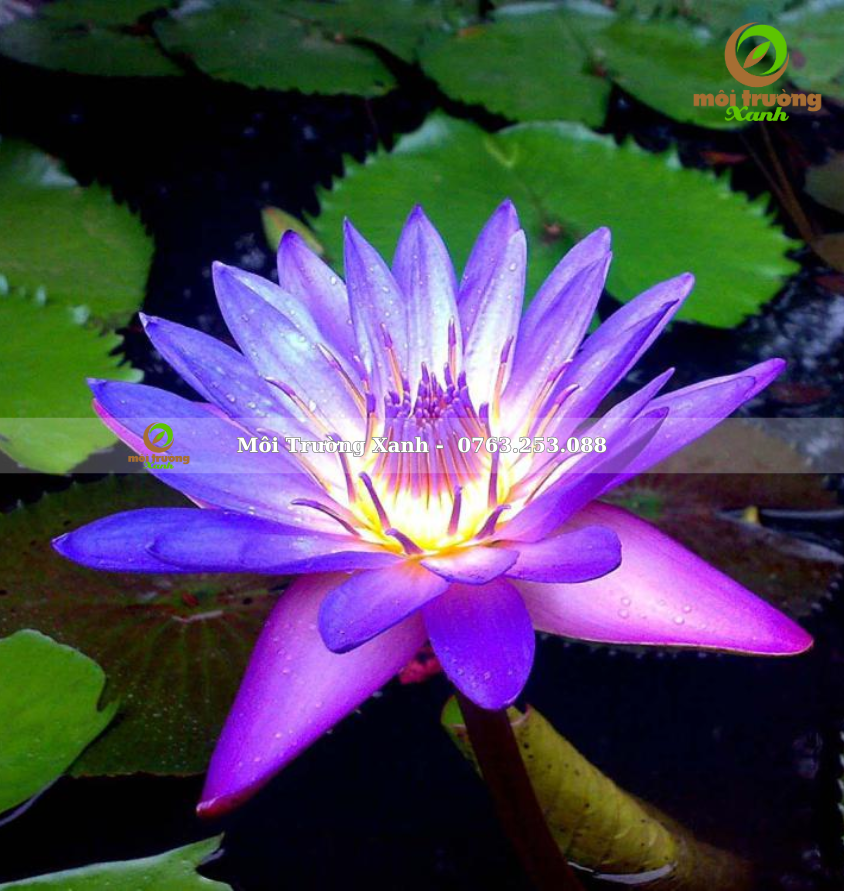 Cây hoa súng - môi trường xanh 