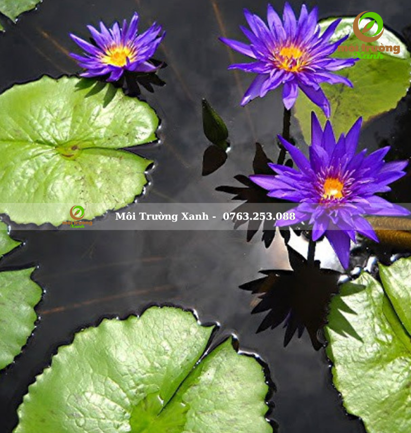 Cây hoa súng - môi trường xanh 