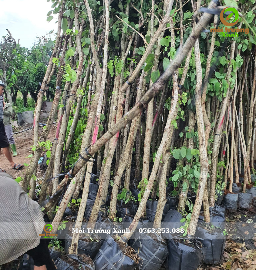 Cây móng bò 2-3m - môi trường xanh