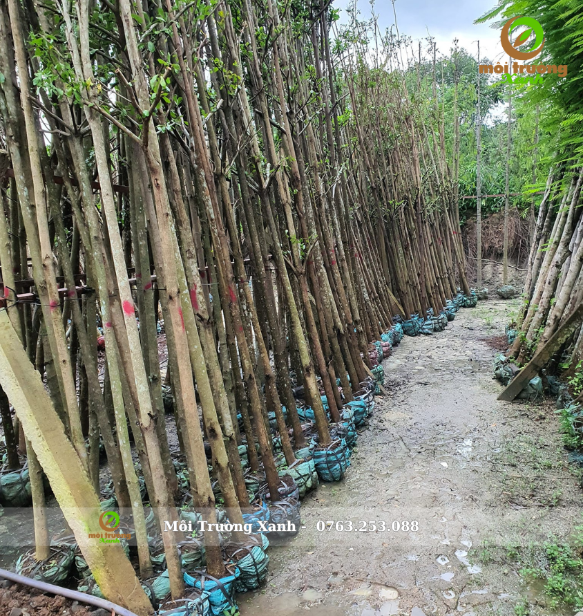 Cây móng bò 3m đk 10-12cm - môi trường xanh