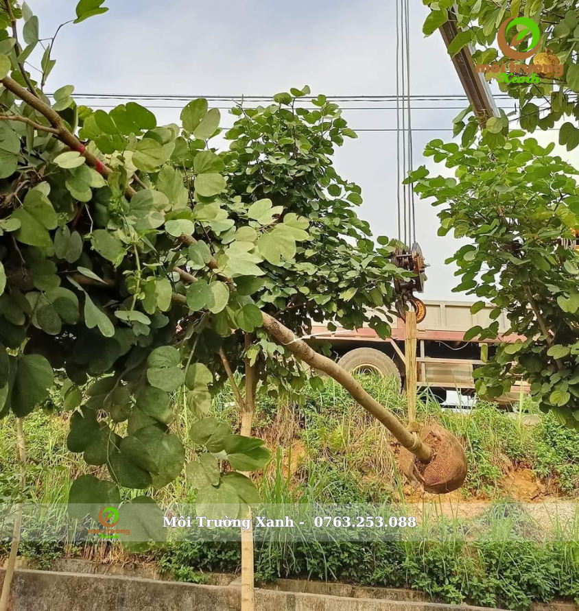 Cây móng bò bứng nóng - môi trường xanh