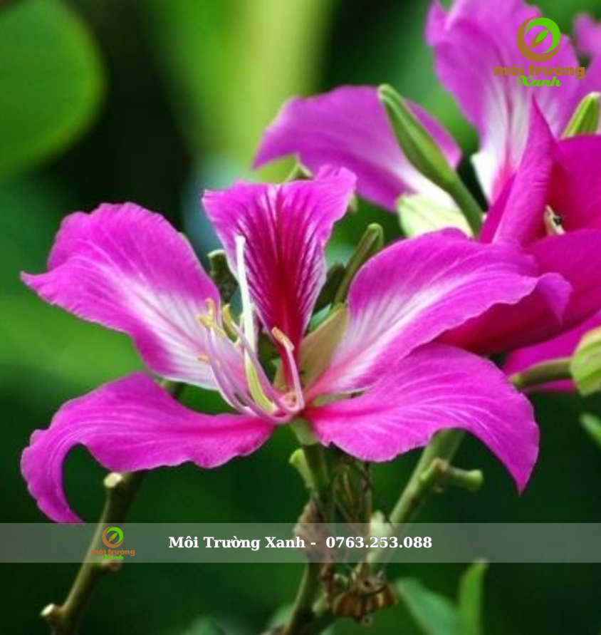 Cây móng bò - môi trường xanh