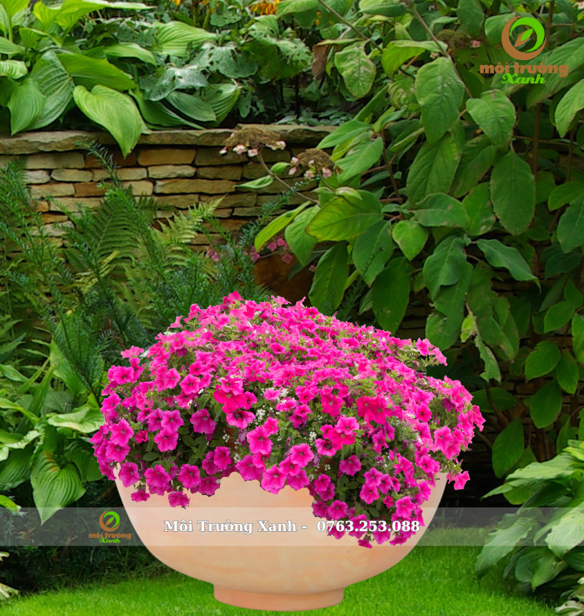 Hoa Dã Yên Thảo - Chậu đất nung 