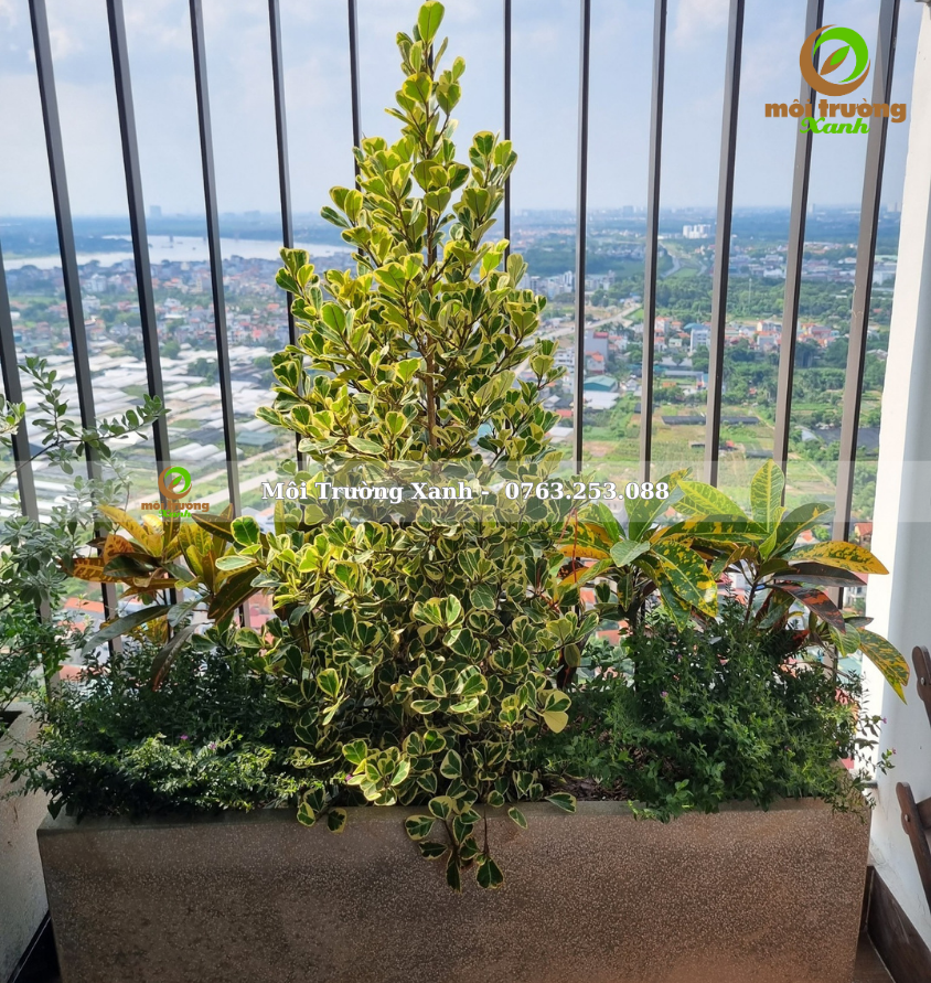 Cây phối chậu - môi trường xanh 